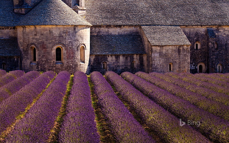 blooming field of lavender at senanque abbey gordes france, lavender, field, blooming, HD wallpaper