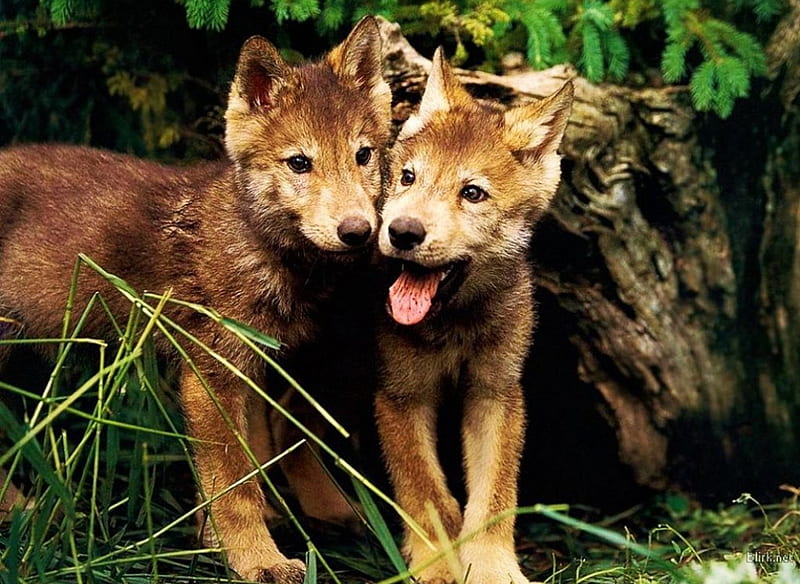 Wolf Pups, predator, nature, small, wolves, HD wallpaper