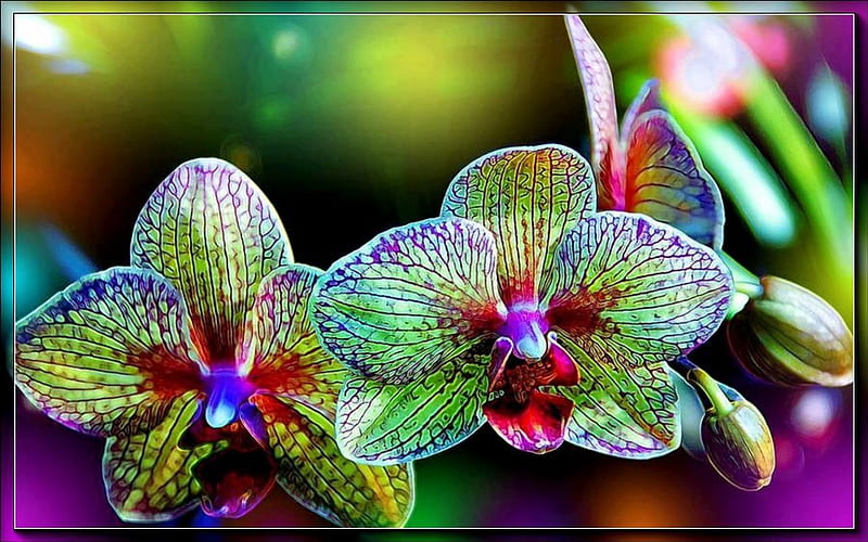 Orquídeas, naturaleza, luz, macro, Fondo de pantalla HD | Peakpx