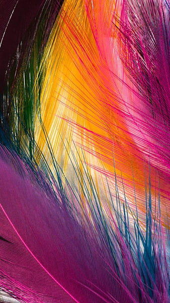 Feather, abstract, bonito, colorful, colourful, HD wallpaper | Peakpx