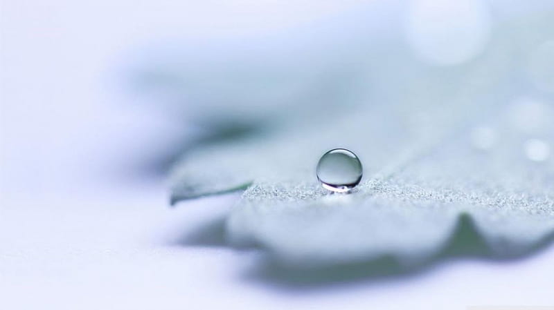 Waterdrop, shadow, drops, abstract, softness, leaf, leaves, graphy, water, white, waterdrops, HD wallpaper