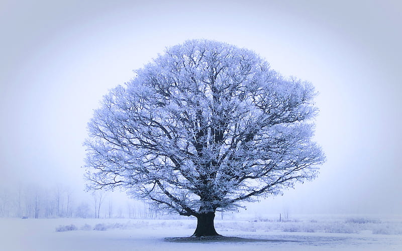 The Mighty Oak, tree, snow, nature, fields, bonito, oak, winter, HD wallpaper