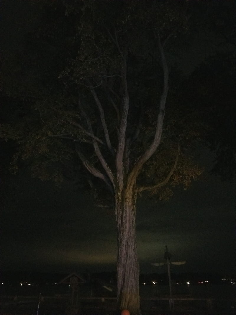scary trees at night