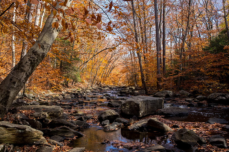 autumn, river, stream, stones, HD wallpaper