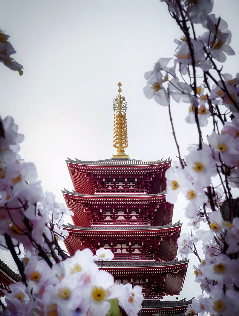 pagoda, building, sakura, temple, flowers, HD phone wallpaper