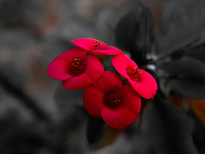Red follower, black, flower, gris, red flowers, HD wallpaper | Peakpx