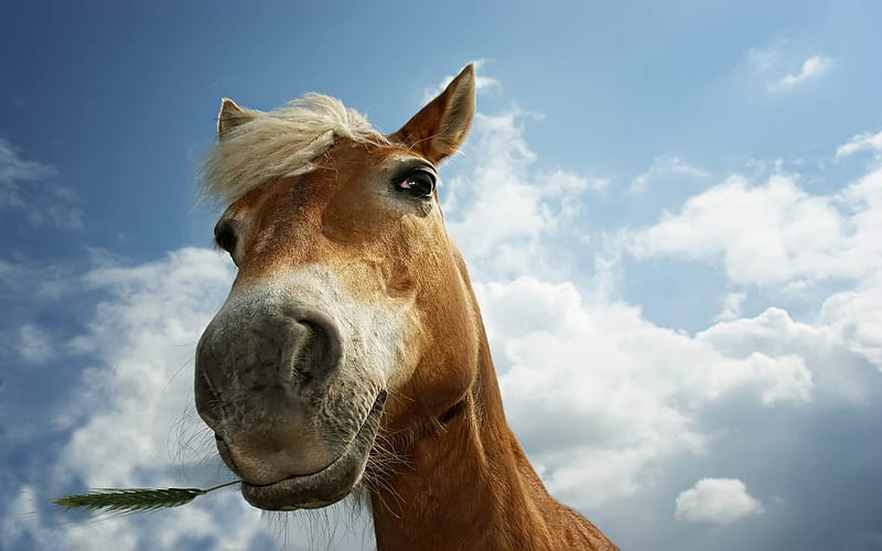 horse on pasture-Amazing Horse theme, HD wallpaper