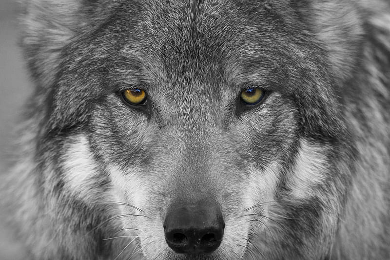 Wolf, caine, gris, lup, eyes, dog, animal, HD wallpaper | Peakpx
