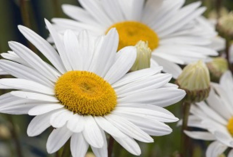 Flor de la margarita blanca, centro, flor, amarillo, naturaleza, pétalos,  blanco, Fondo de pantalla HD | Peakpx
