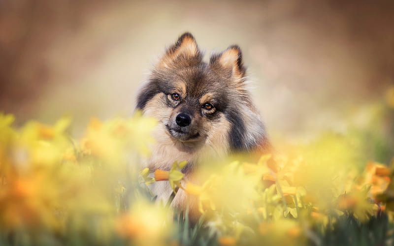 Pomeranian Spitz, small fluffy dog, pets, daffodils, flower field, spring, cute animals, HD wallpaper