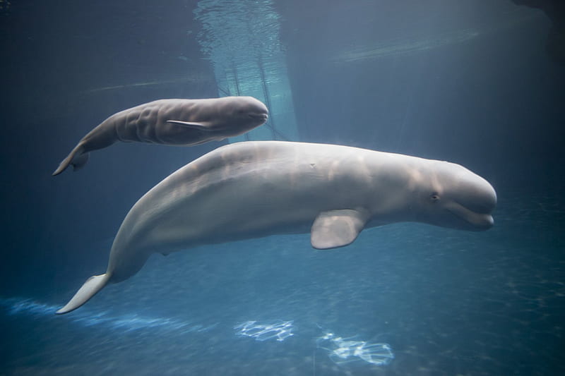 Beluga whales, grown, young, growing, adult, HD wallpaper