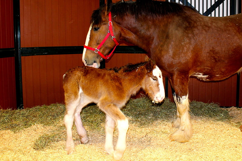 Budweiser Baby Horse, Baby, Horse, Brown, Mom, White, 4 legs or called socks, HD wallpaper