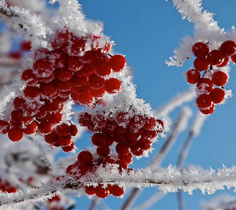 frozen, fruit, nature, snow, winter, HD wallpaper