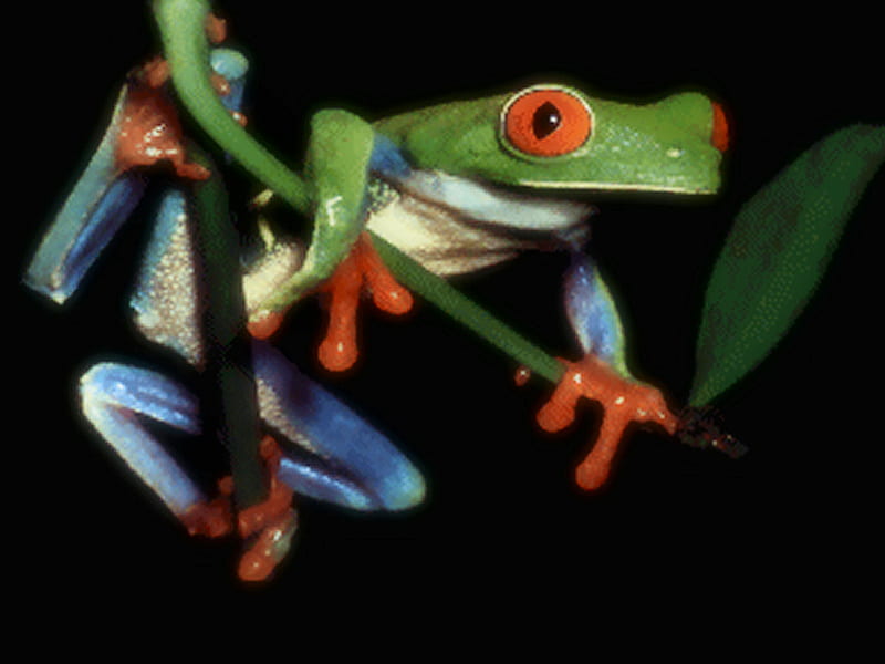 Colorful Red-eyed Tree Frog 1 red, amphibian, animal, frog, tree, graphy, green, nature, blue, HD wallpaper