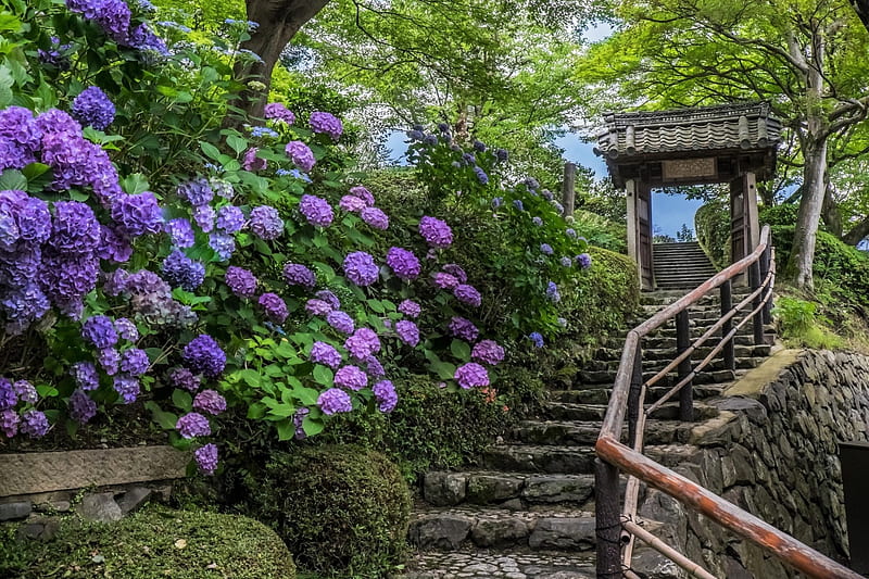 Purple Hydrangeas near Stone Steps, Parks, Gardens, Flowers, Nature, Hydrangeas, HD wallpaper