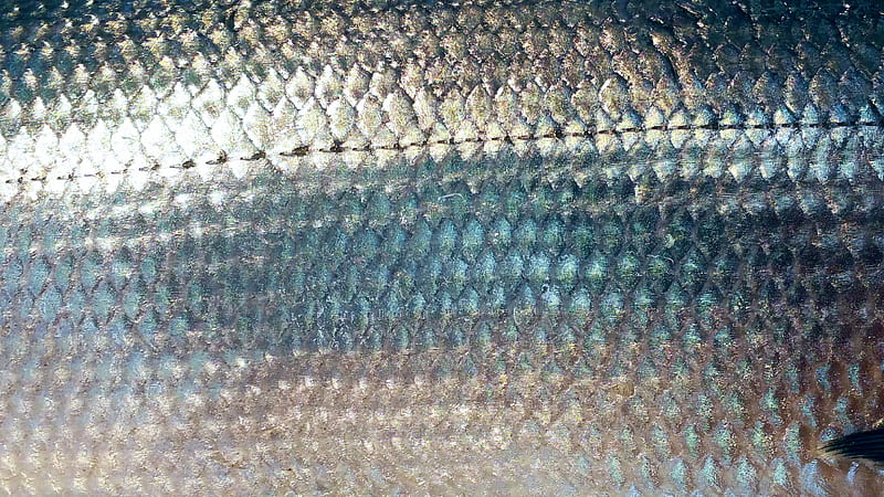 HD fish scales wallpapers