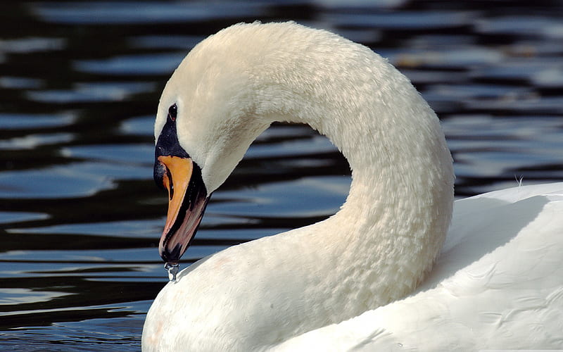 mute swan-birds, HD wallpaper