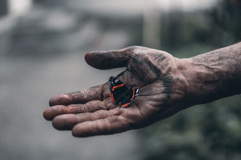 Black And Red Butterfly On Person's Hand, HD wallpaper