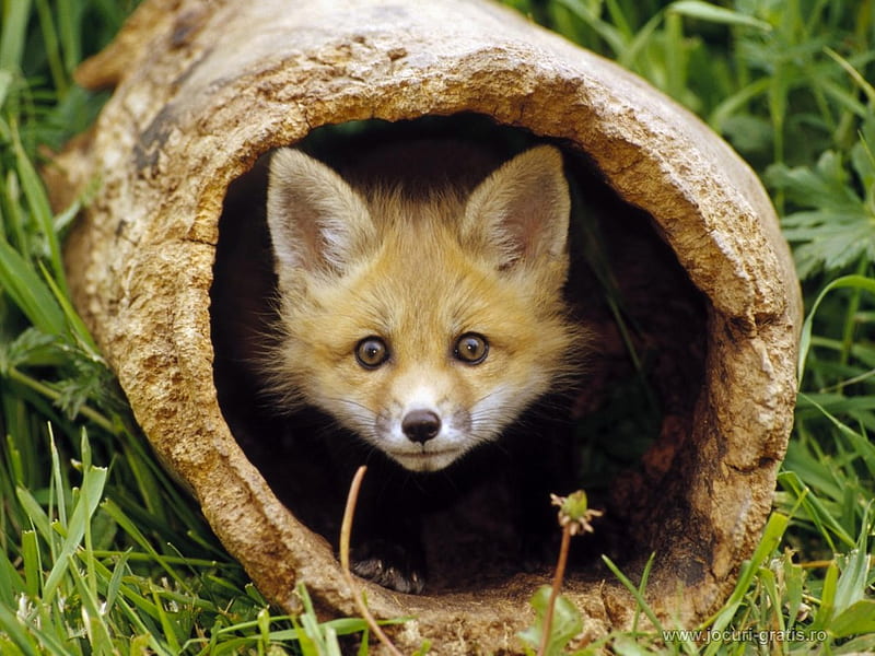 Foxy, foxes, animals, HD wallpaper