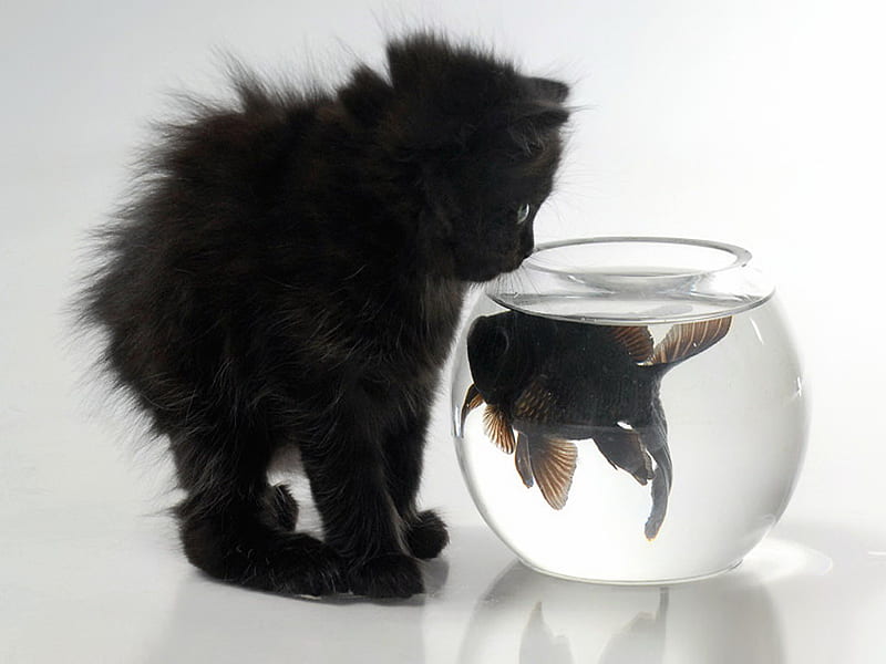 Black and black, feline, fish, black, cat, kitten, animal, sweet, bowl, HD wallpaper