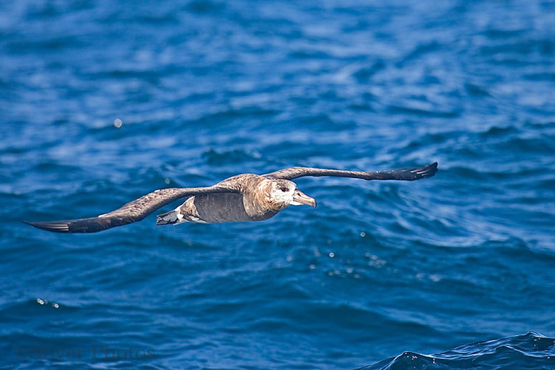 Black_Footed_Albatross, footed, flying, black, albatross, HD wallpaper