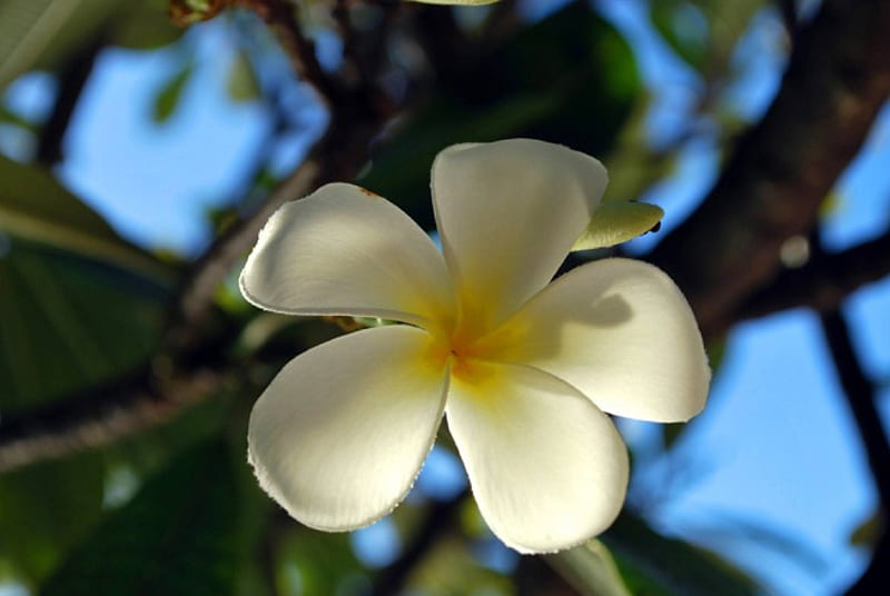Plumeria in tree Hawaii, polynesia, islands, exotic, hawaii, plumeria, sky, tree, frangipani, flower, flowers, island, tropical, hawaiian, blue, HD wallpaper