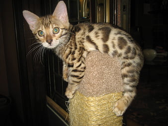 HD bengal kitten wallpapers  Peakpx