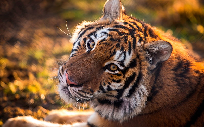 tiger, wildlife, predator, large tiger, wild cat, HD wallpaper