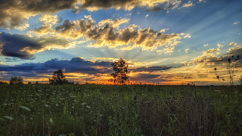 Sunset in northern Germany, colors, clouds, sky, meadow, flowers, HD wallpaper