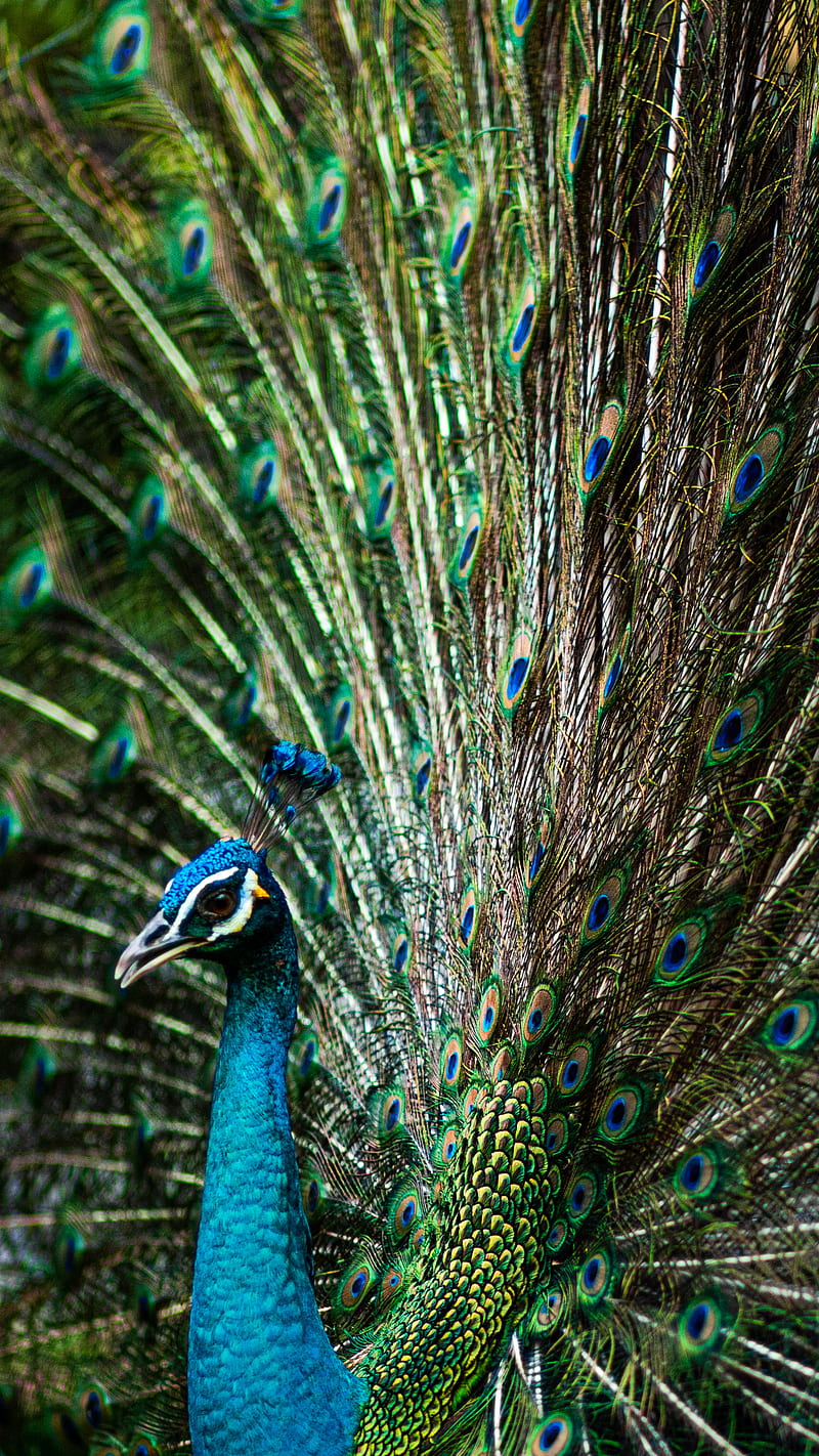Majestic Peacock, aqua, bonito, beybe.am, birds, blue, clear, corals, crystal, crystal clear, cute, feathers, fishes, green, live, live , love, nature, ocean, pattern, patterns, pretty, reef, sea, spiritual, texture, textures, turquoise, turtle, turtles, wave, waves, HD phone wallpaper