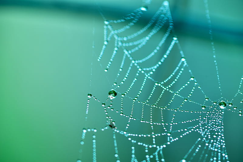 Spider's web, autumn, web, macro, water drop, dew, toamna, spider, blue, panza de paianjen, HD wallpaper
