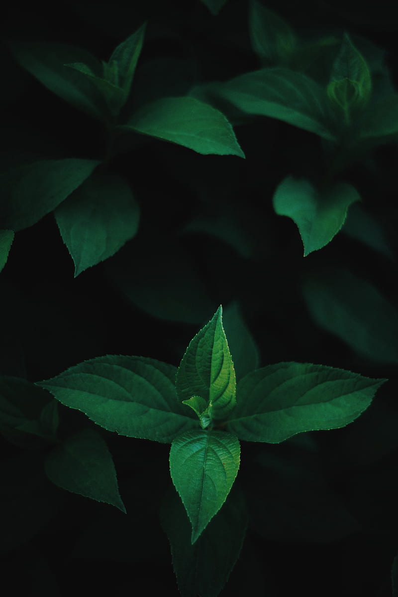green mint on black background, HD phone wallpaper
