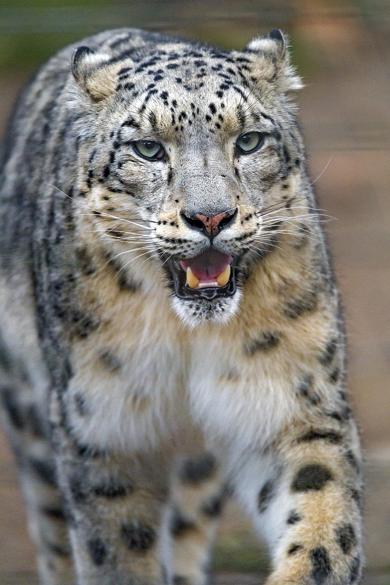 snow leopard, predator, big cat, jaws, HD phone wallpaper