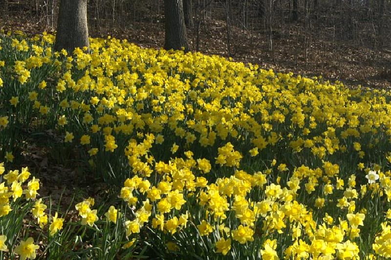 Hubbard Park Daffodils, yellow, flowers, trees, daffodils, HD wallpaper ...