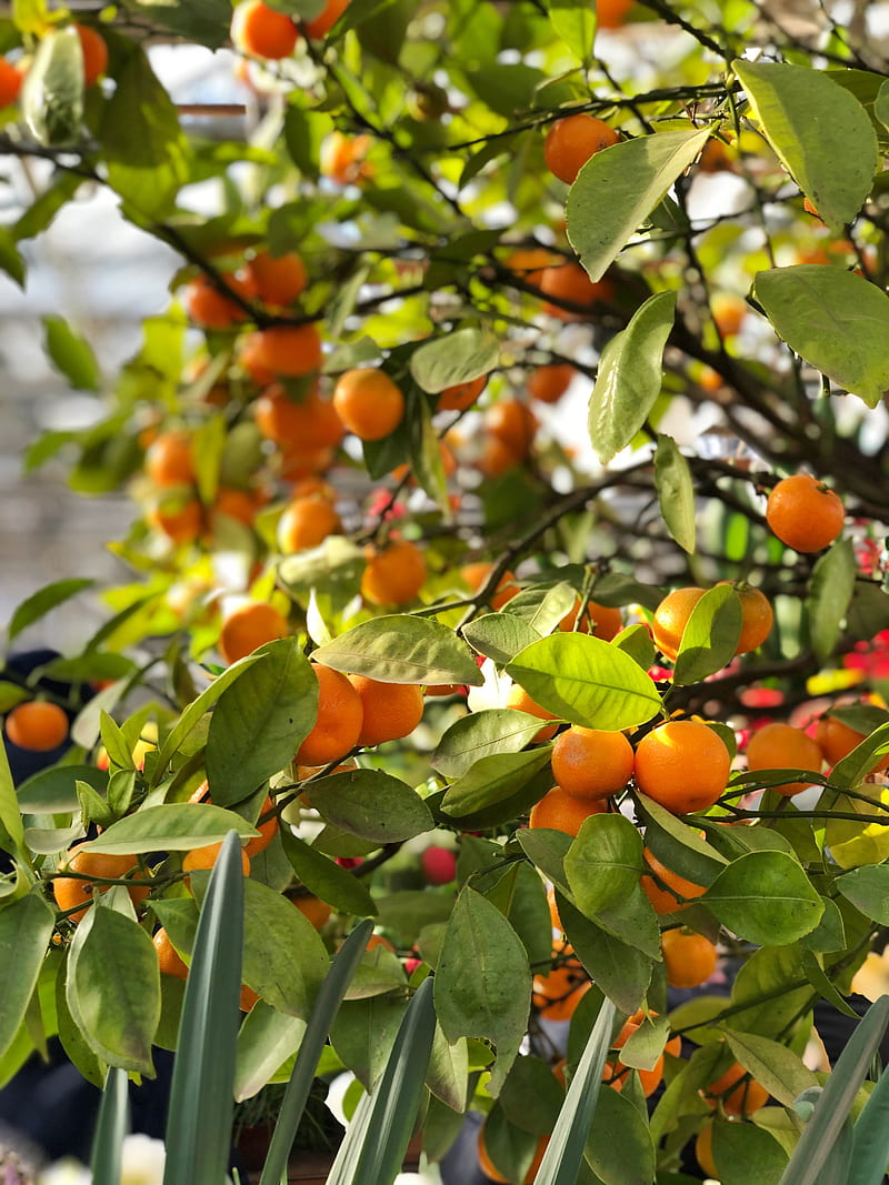 tangerines, fruits, branches, leaves, tree, macro, HD phone wallpaper