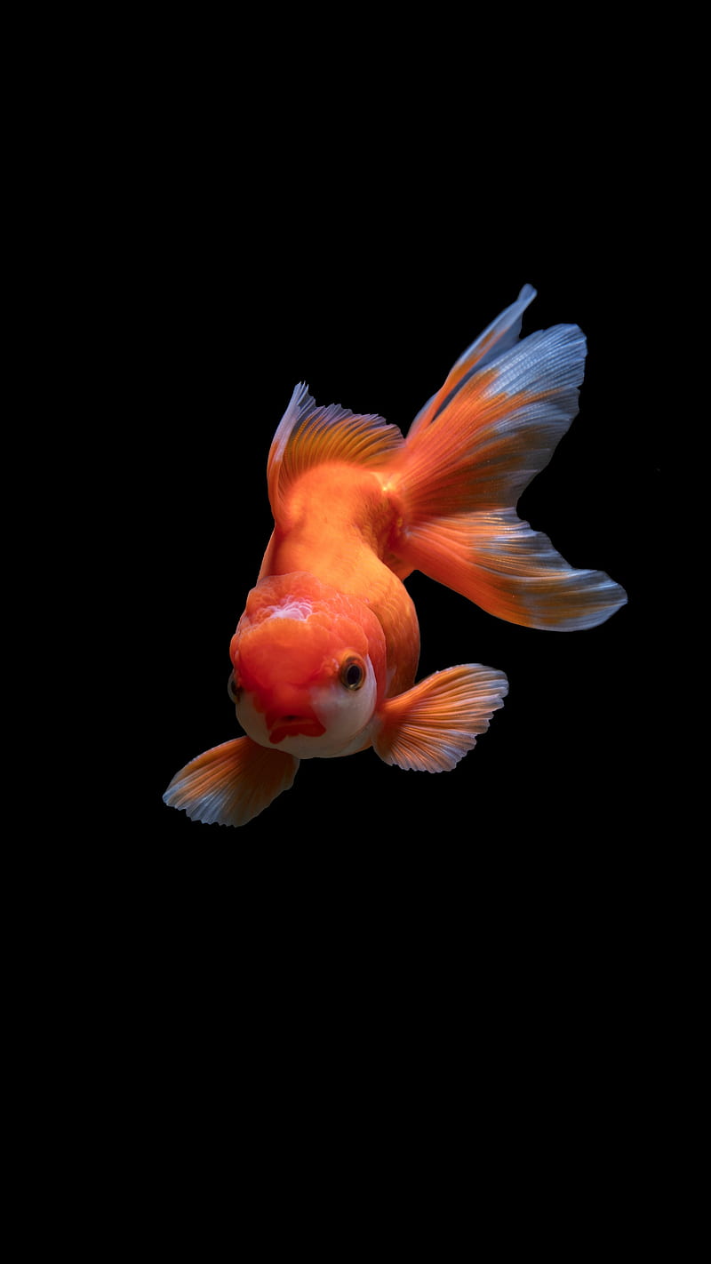 underwater world , fish, orange, swim, underwater world, HD phone wallpaper