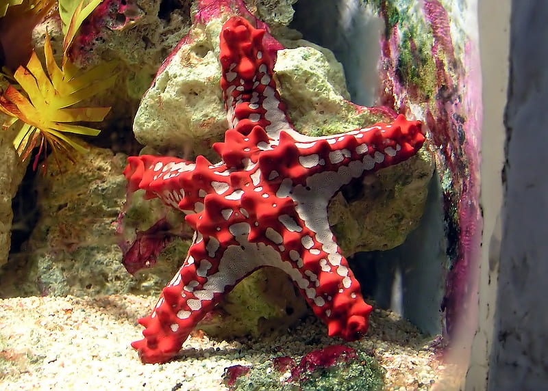 Red Knobbed Starfish, red knobbed, marine, sea, starfish, HD wallpaper