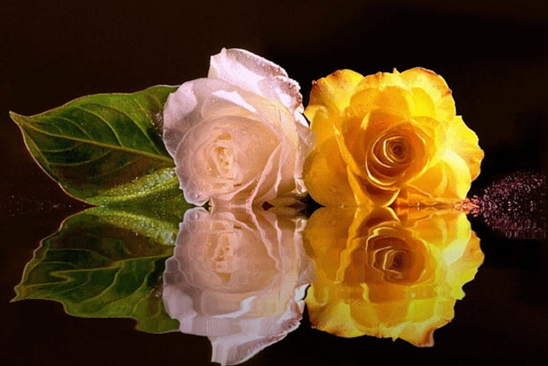Reflecting Duel Roses, rose, flowers, yellow, nature, reflection, white ...