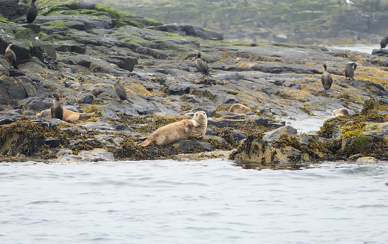 Young Atlantic Grey Seal on the Farne Islands, Seaweed, Coast, Grey Seal, Farne Islands, Shags, pup, Rocks, Northumbria, North Sea, HD wallpaper
