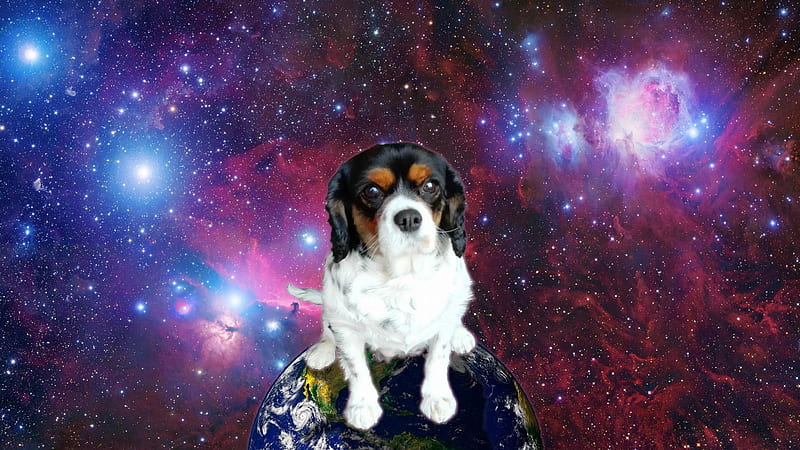 space pooch, earth, space, canine, dog, HD wallpaper