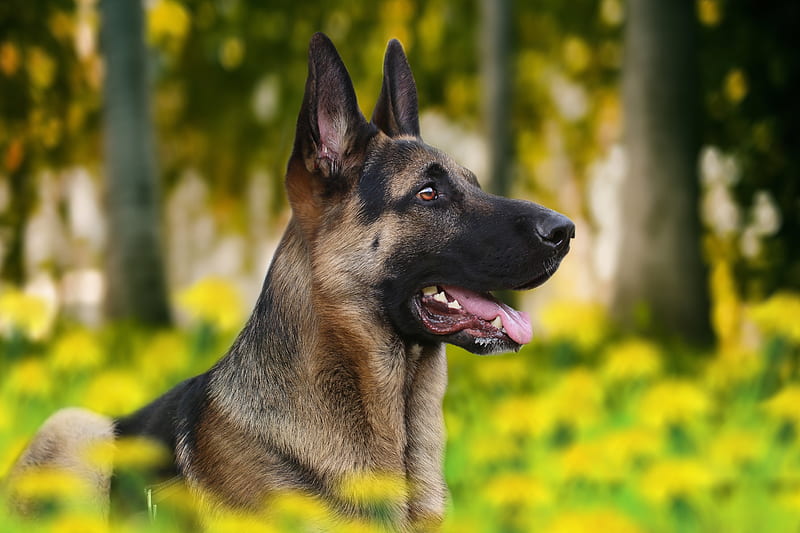 Dogs, German Shepherd, Depth Of Field, Dog, Pet, HD wallpaper | Peakpx