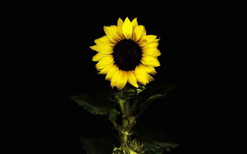 ✿One Glow in the Dark✿, glow, dark, black, yellow, sunflower, night, HD wallpaper