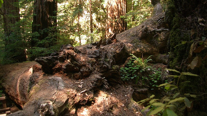Muir Woods, forest, tree, rise of the planet of the apes, redwoods, HD wallpaper
