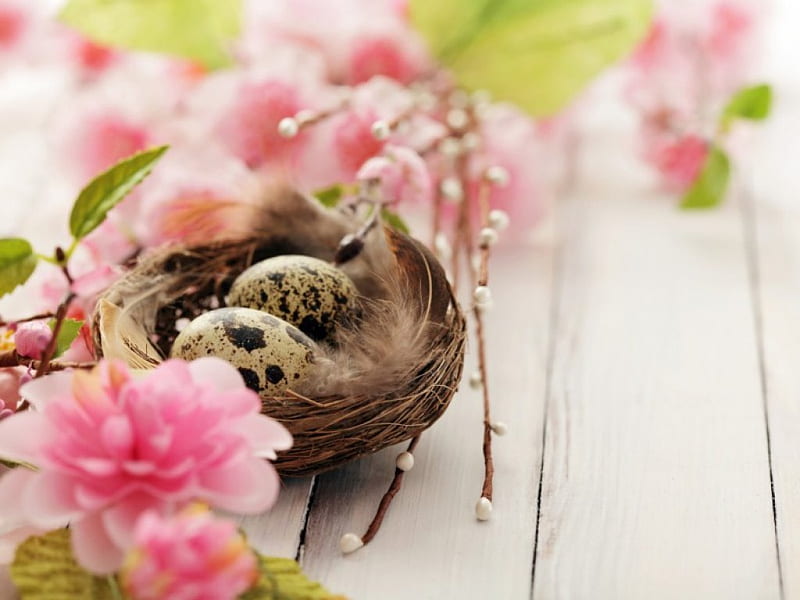 Quail egg and flowers, quail eggs, flowers, nest, pink, HD wallpaper