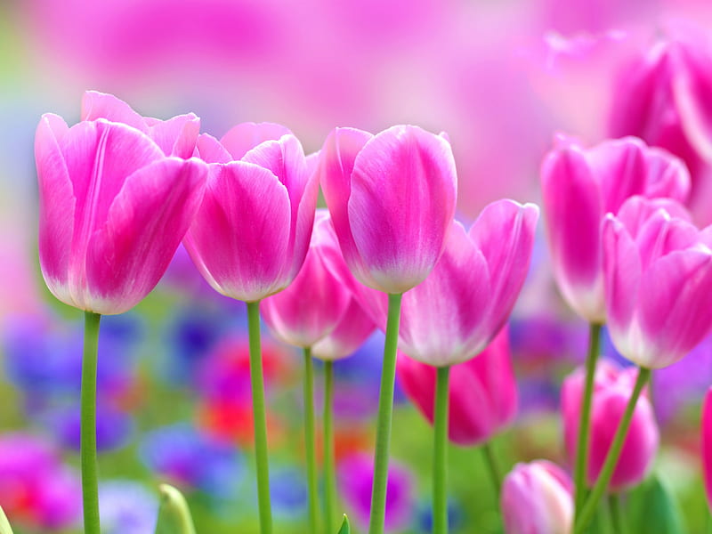 Tulips, spring time, bonito, spring, field of tulips, pink tulips, flowers, beauty, nature, field, tulip, HD wallpaper