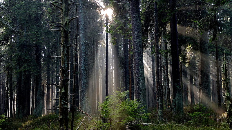sun rays passing through forest trees, HD wallpaper