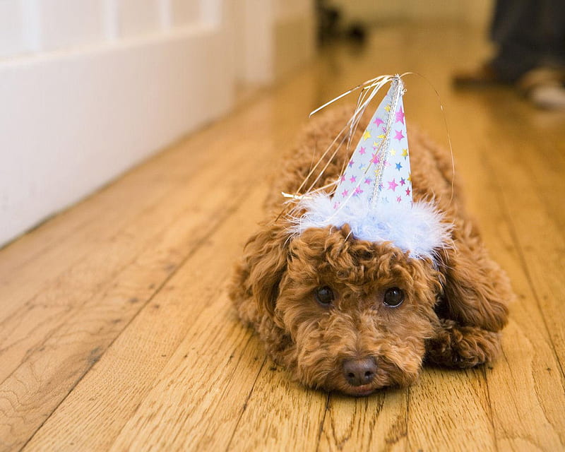 Pooped Out, party, floor, hat, dog, HD wallpaper