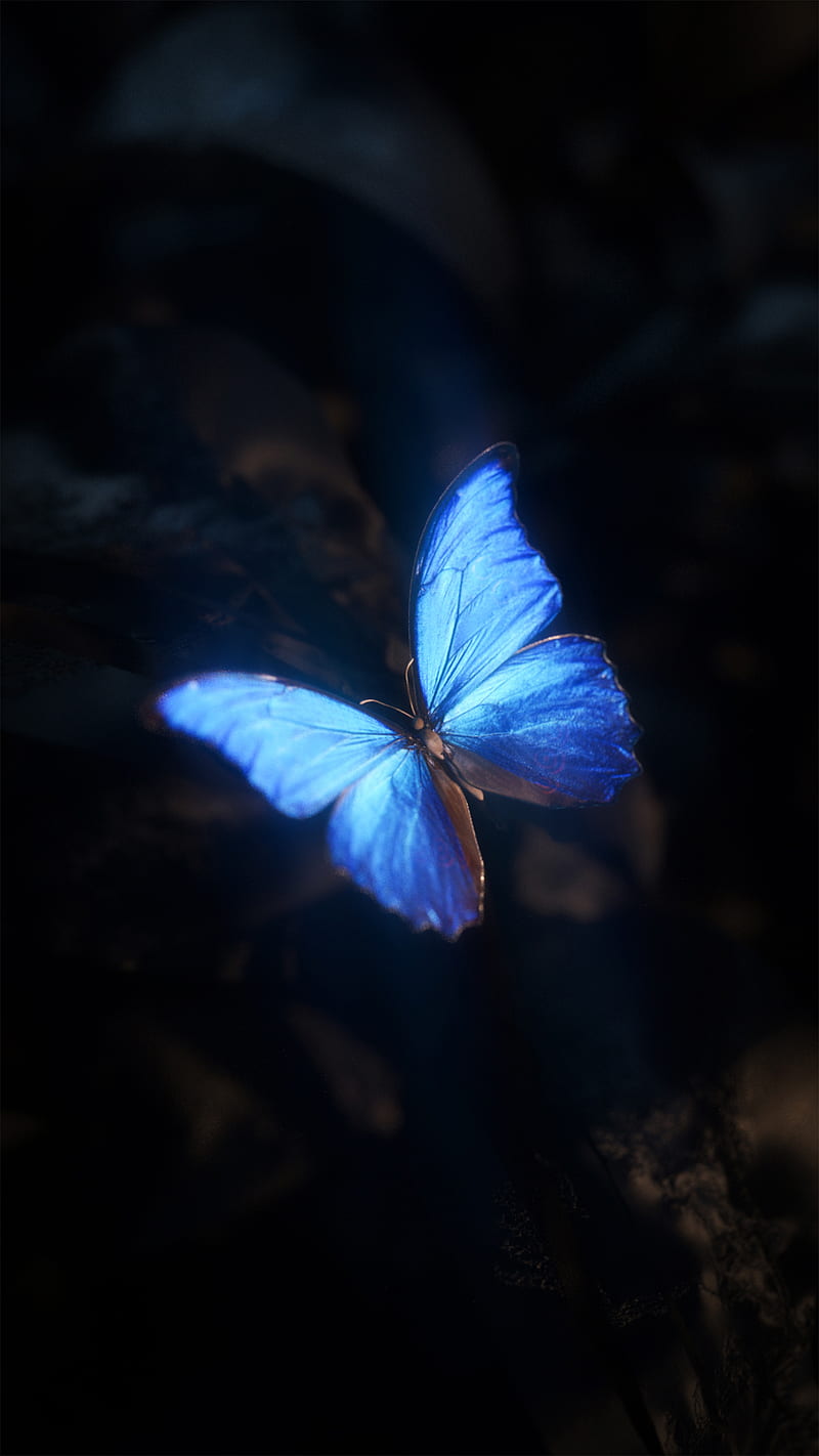 Mariposa, 2019, bonito, sartajistic, amoled, negro, azul, mariposas, chain. awesome, Fondo de pantalla de teléfono HD | Peakpx