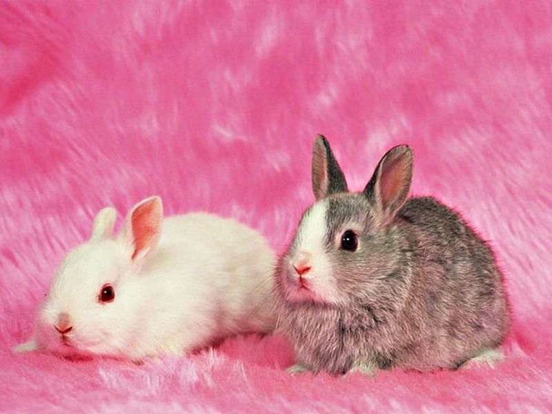 Bunnies, rabbit, easter, animal, sweet, cute, bunny, rodent, white, pink, fur, HD wallpaper