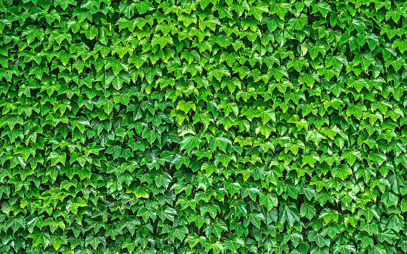 leaf wall green leaves, leaf texture, ecology, green background, green leaf wall, HD wallpaper